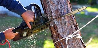 Best Tree Disease Treatment  in Monroe North, WA