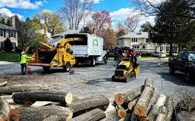 Professional Tree Care in Monroe North, WA