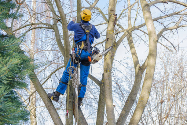 Pest Control for Lawns in Monroe North, WA