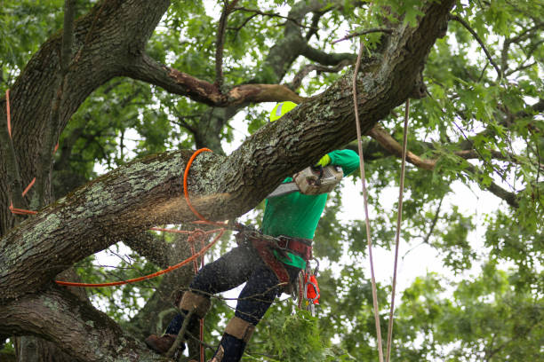 Best Tree Disease Treatment  in Monroe North, WA