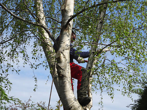 How Our Tree Care Process Works  in  Monroe North, WA